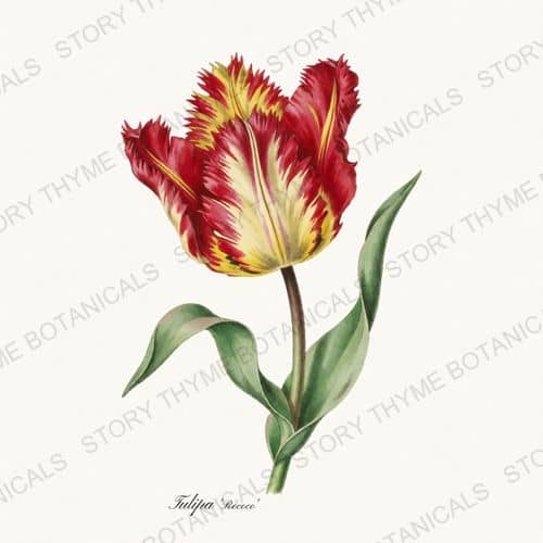 Rococo — Heirloom Tulips print on a white ground