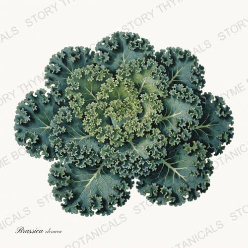 Kale — a print from the Vegetables Vol. 1 collection