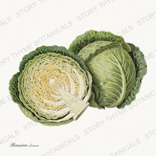 Cabbage — a print from the Vegetables Vol. 1 collection