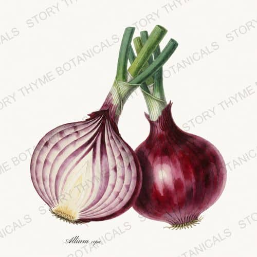 Red Onion — a print from the Vegetables Vol. 1 collection