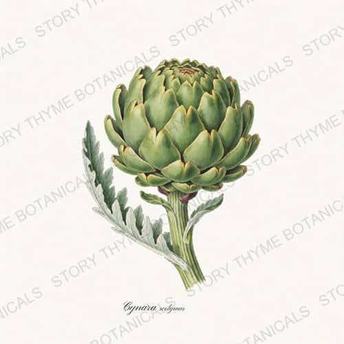 Artichoke — a print from the Vegetables Vol. 1 collection