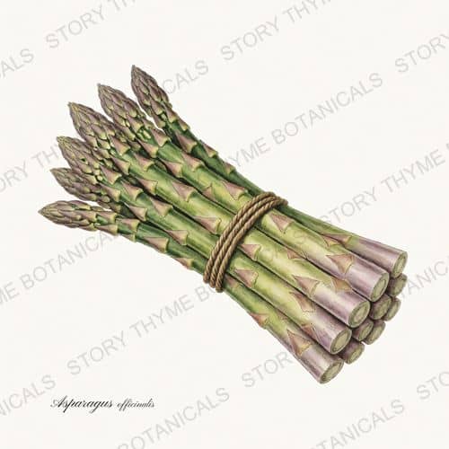 Asparagus — a print from the Vegetables Vol. 1 collection