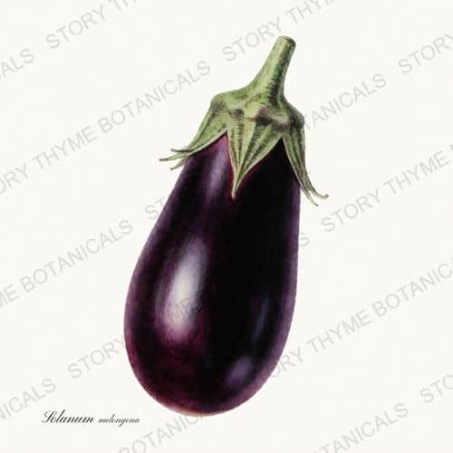Eggplant — a print from the Vegetables Vol. 1 collection