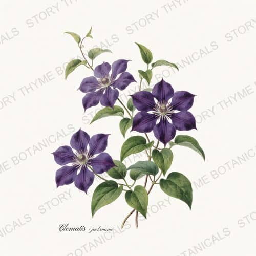 Clematis — Vines & Climbers print on a white ground