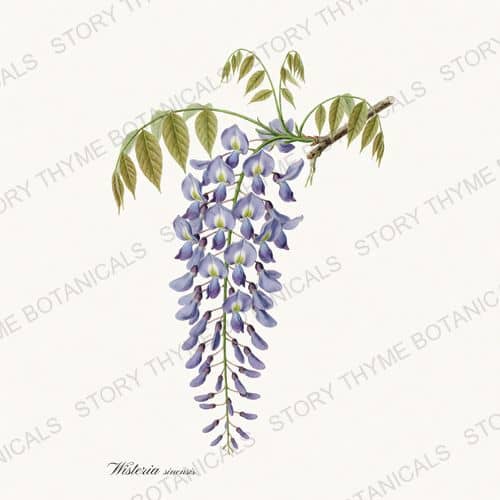 Wisteria — a print from the Vines & Climbers collection