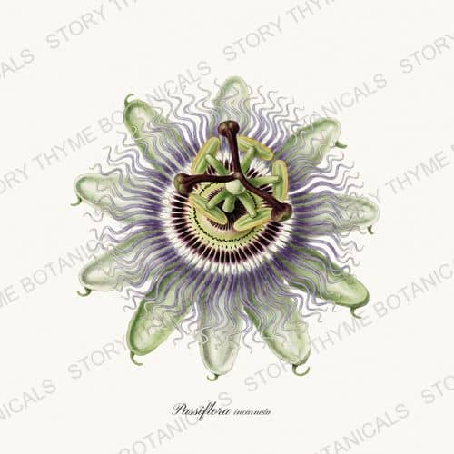 Passionflower — a print from the Vines & Climbers collection