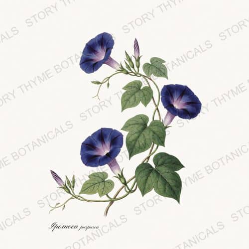 Morning Glory — a print from the Vines & Climbers collection