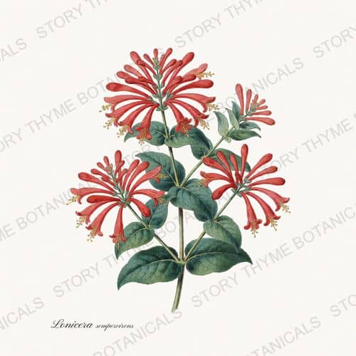 Honeysuckle — a print from the Vines & Climbers collection