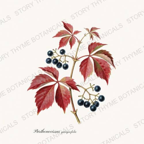 Virginia Creeper — a print from the Vines & Climbers collection