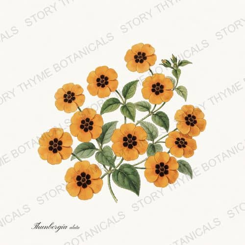 Black Eyed Susan Vine — a print from the Vines & Climbers collection