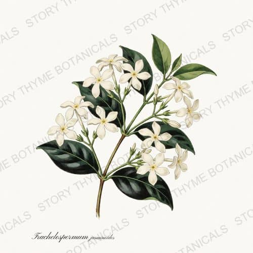 Star Jasmine — a print from the Vines & Climbers collection
