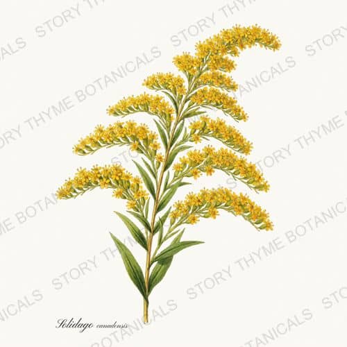 Goldenrod — Wildflowers Vol. 2 print on a white ground