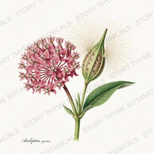 Milkweed — a print from the Wildflowers Vol. 2 collection
