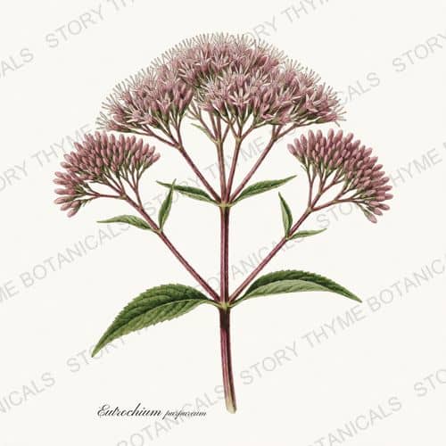 Joe Pye Weed — a print from the Wildflowers Vol. 2 collection