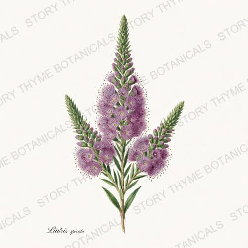 Blazing Star — a print from the Wildflowers Vol. 2 collection