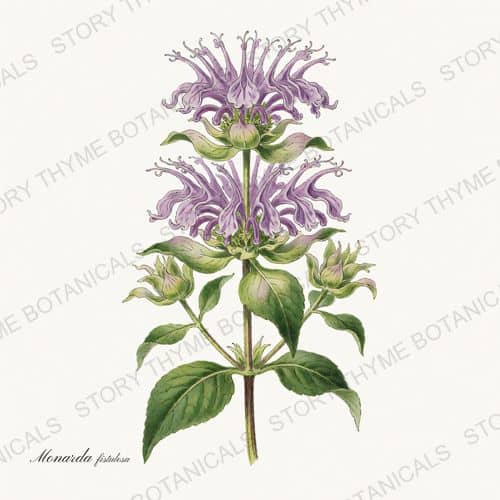 Wild Bergamot — a print from the Wildflowers Vol. 2 collection