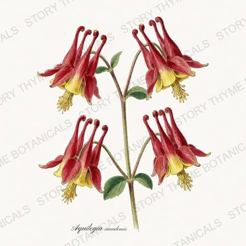Wild Columbine — a print from the Wildflowers Vol. 2 collection