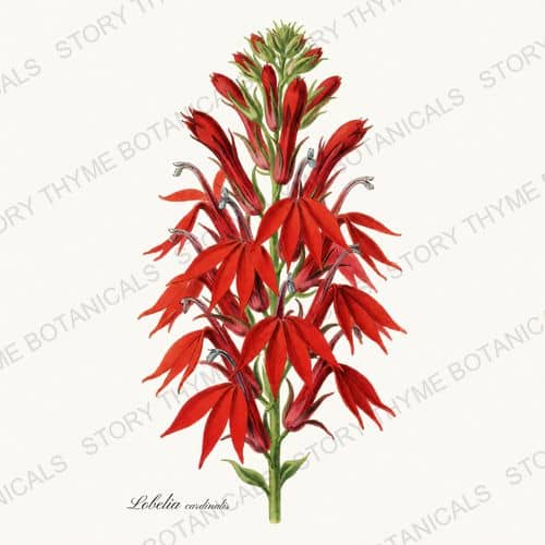 Cardinal Flower — a print from the Wildflowers Vol. 2 collection