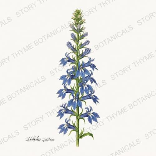 Blue Lobelia — a print from the Wildflowers Vol. 2 collection