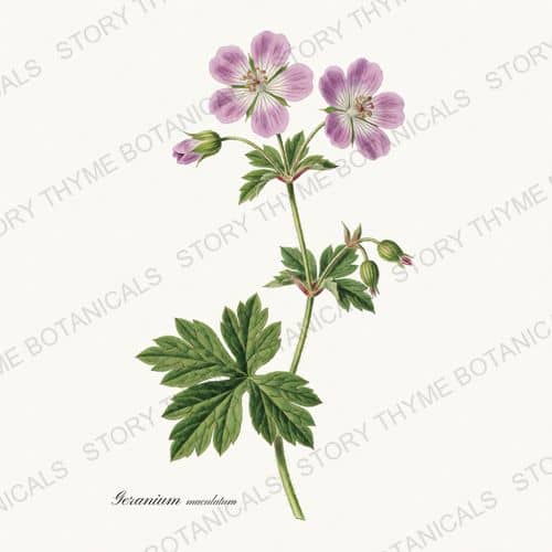 Wild Geranium — a print from the Wildflowers Vol. 2 collection