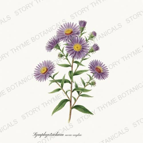 New England Aster — a print from the Wildflowers Vol. 2 collection