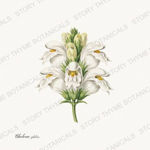Turtlehead — Wildflowers Vol. 3 print on a white ground
