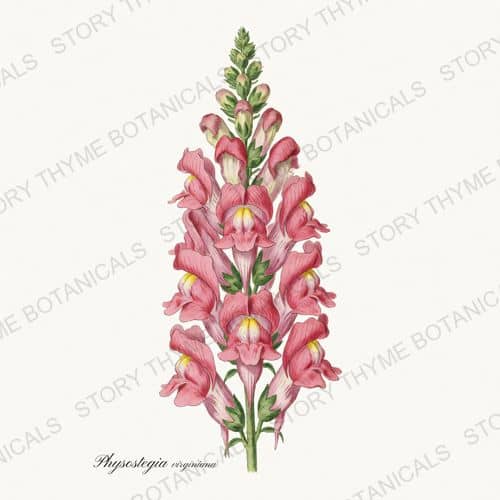 Obedient Plant — a print from the Wildflowers Vol. 3 collection