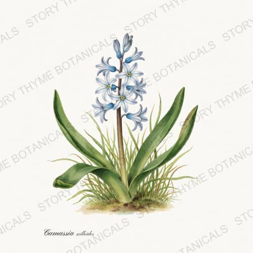 Wild Hyacinth — a print from the Wildflowers Vol. 3 collection