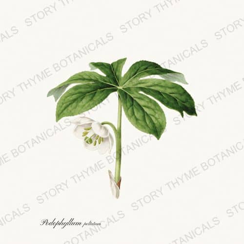 Mayapple — a print from the Wildflowers Vol. 3 collection