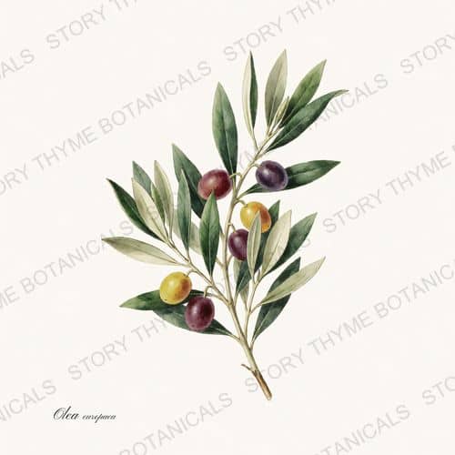 Olive Branch — a print from the Wildflowers & Meadow collection
