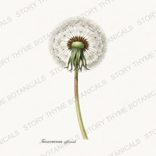 Dandelion — a print from the Wildflowers & Meadow collection