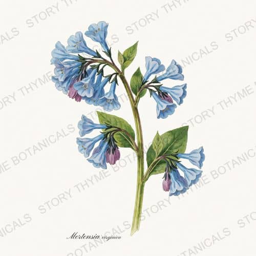 Virginia Bluebells — a print from the Woodland Flowers collection