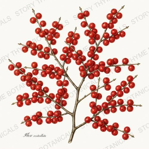 Winterberry — a print from the Christmas Botanicals collection
