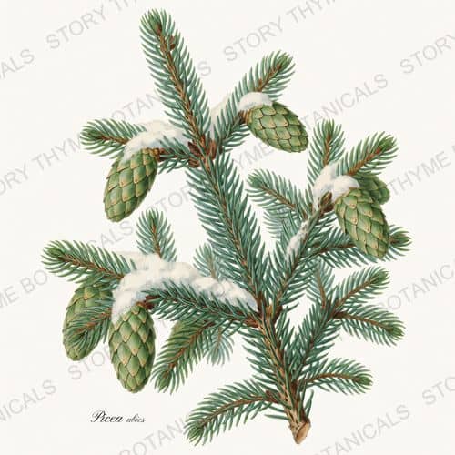 Spruce — a print from the Christmas Botanicals collection