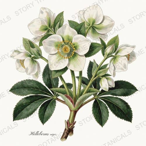 Hellebore — a print from the Christmas Botanicals collection