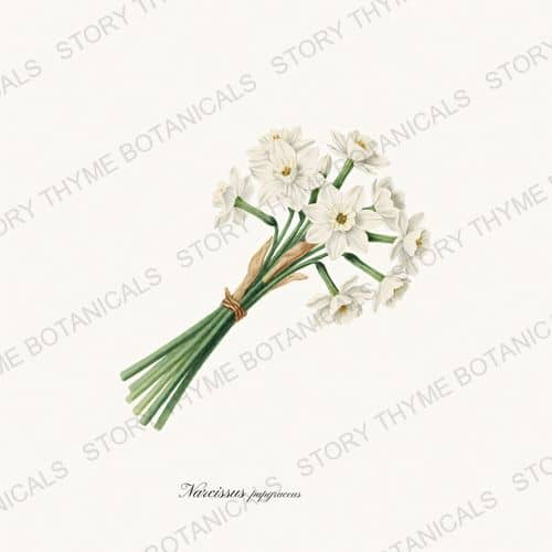 Paperwhites — a print from the Christmas Botanicals collection