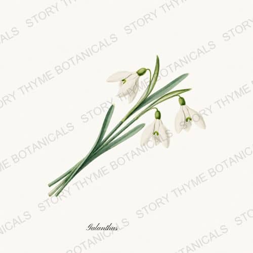 Snowdrops — a print from the Christmas Botanicals collection