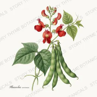 Scarlet Runner — a botanical print from the Beans & Legumes collection, on a white ground