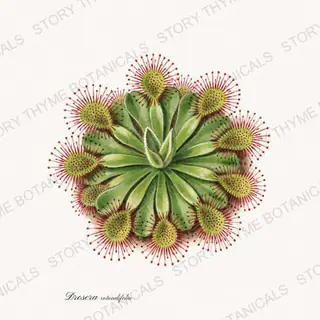 Sundew — a botanical print from the Carnivorous Plants collection, on a white ground