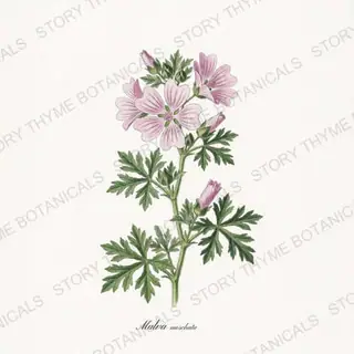 Musk Mallow — a botanical print from the Cottage Garden Vol. 2 collection, on a white ground