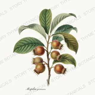 Medlar — a botanical print from the Orchard Vol. 2 collection, on a white ground