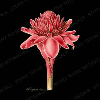 Torch Ginger — a botanical print from the Tropical Plants collection, on a black ground
