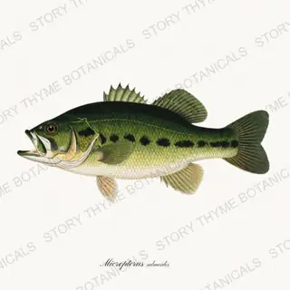 Largemouth Bass — a botanical print from the Trout & Stream collection, on a white ground