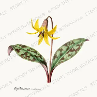 Trout Lily — a botanical print from the Woodland Flowers collection, on a white ground