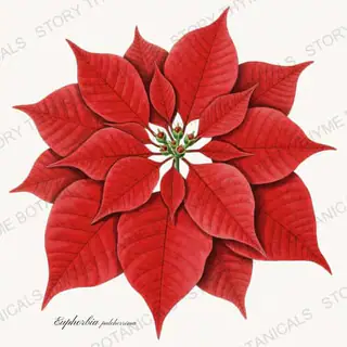 Poinsettia — a botanical print from the Christmas Botanicals collection, on a white ground