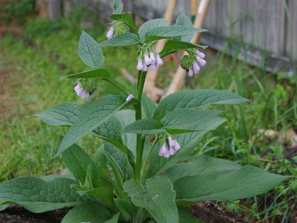 Comfrey leaves ready for cutting