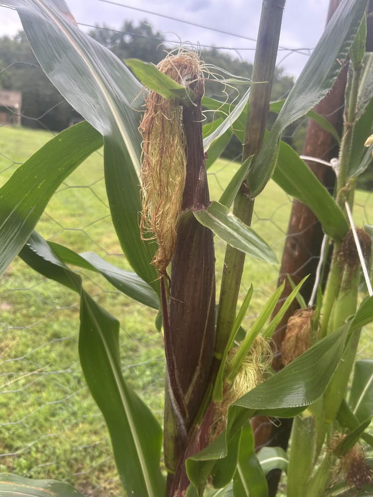 An ear of corn in the husk on the stalk