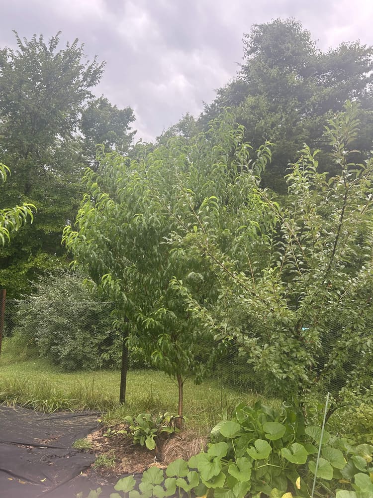 Young fruit trees in mulched rows through the food forest