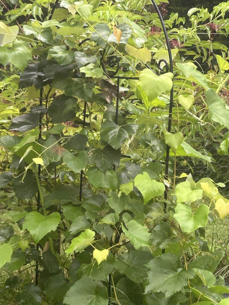 Grapevines trained along the trellis wire