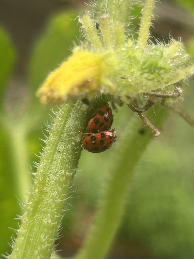 A ladybug on a squash stem beside a yellow bloom